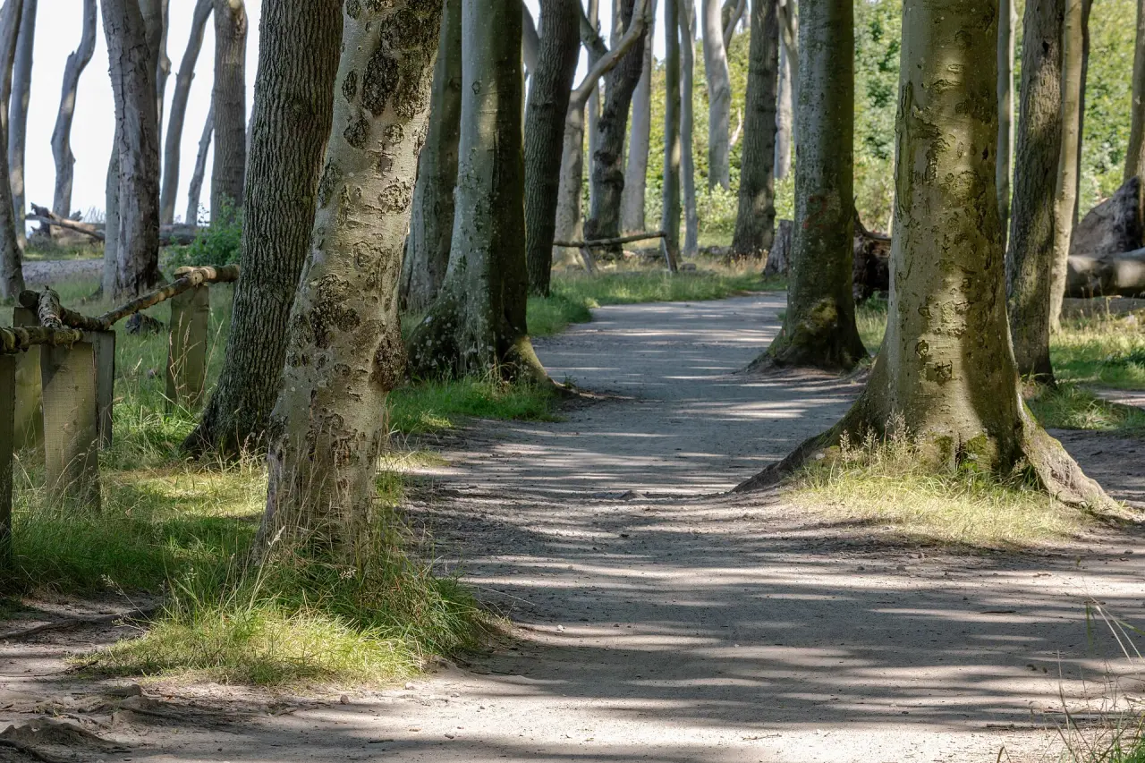 Gespensterwald Nienhagen