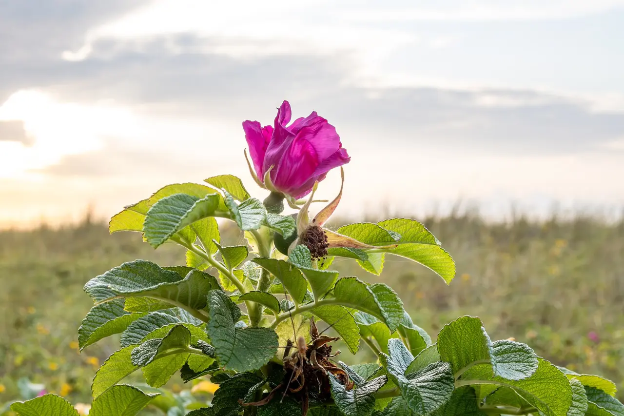 Strandpromenade Kühlungsborn
