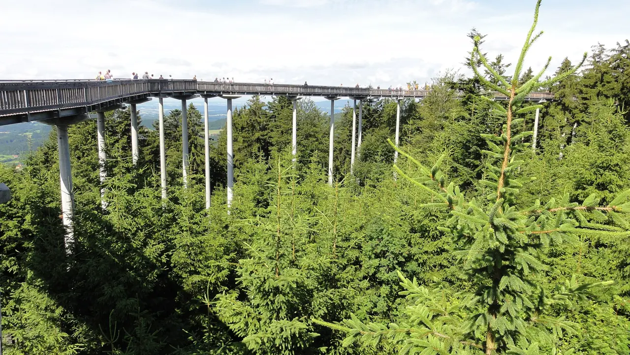 Waldwipfelweg Maibrunn