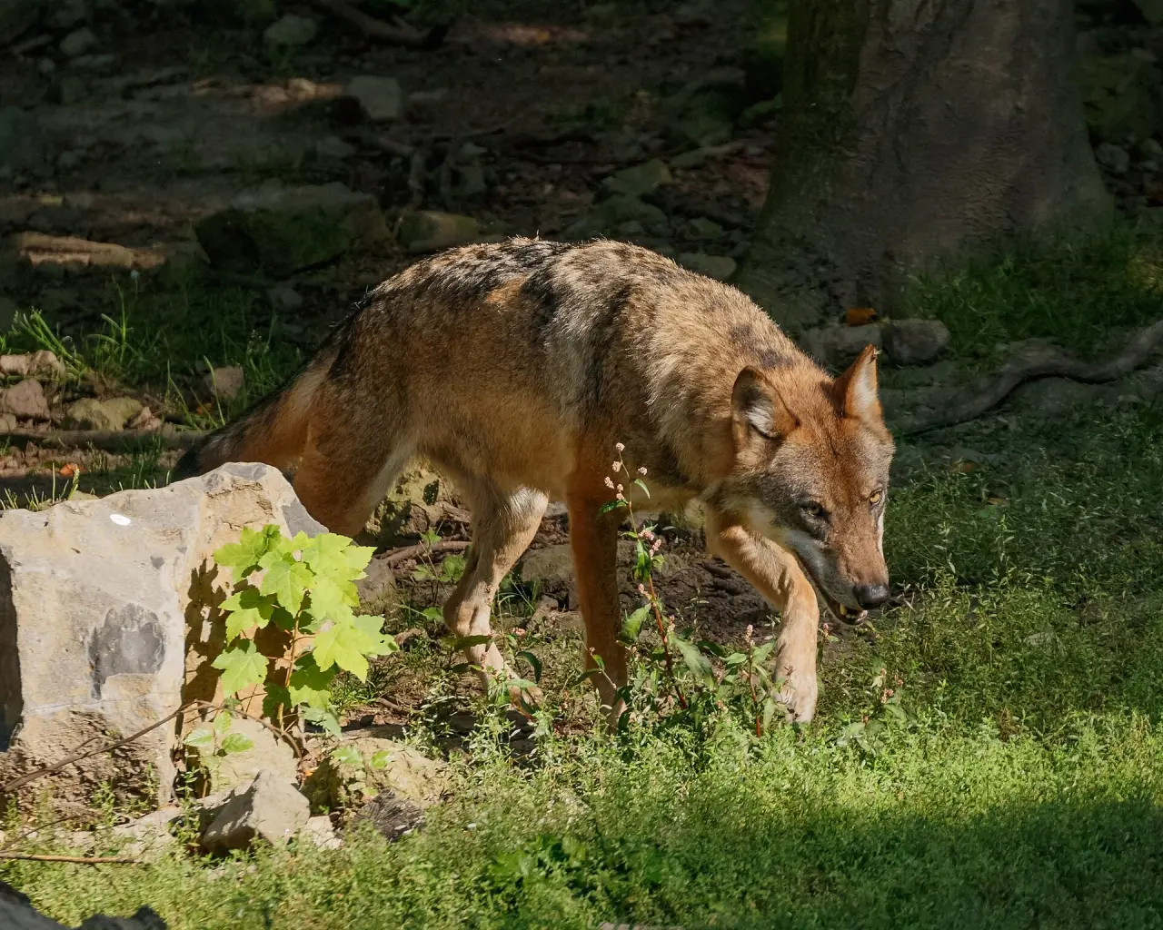Wildpark Knüll