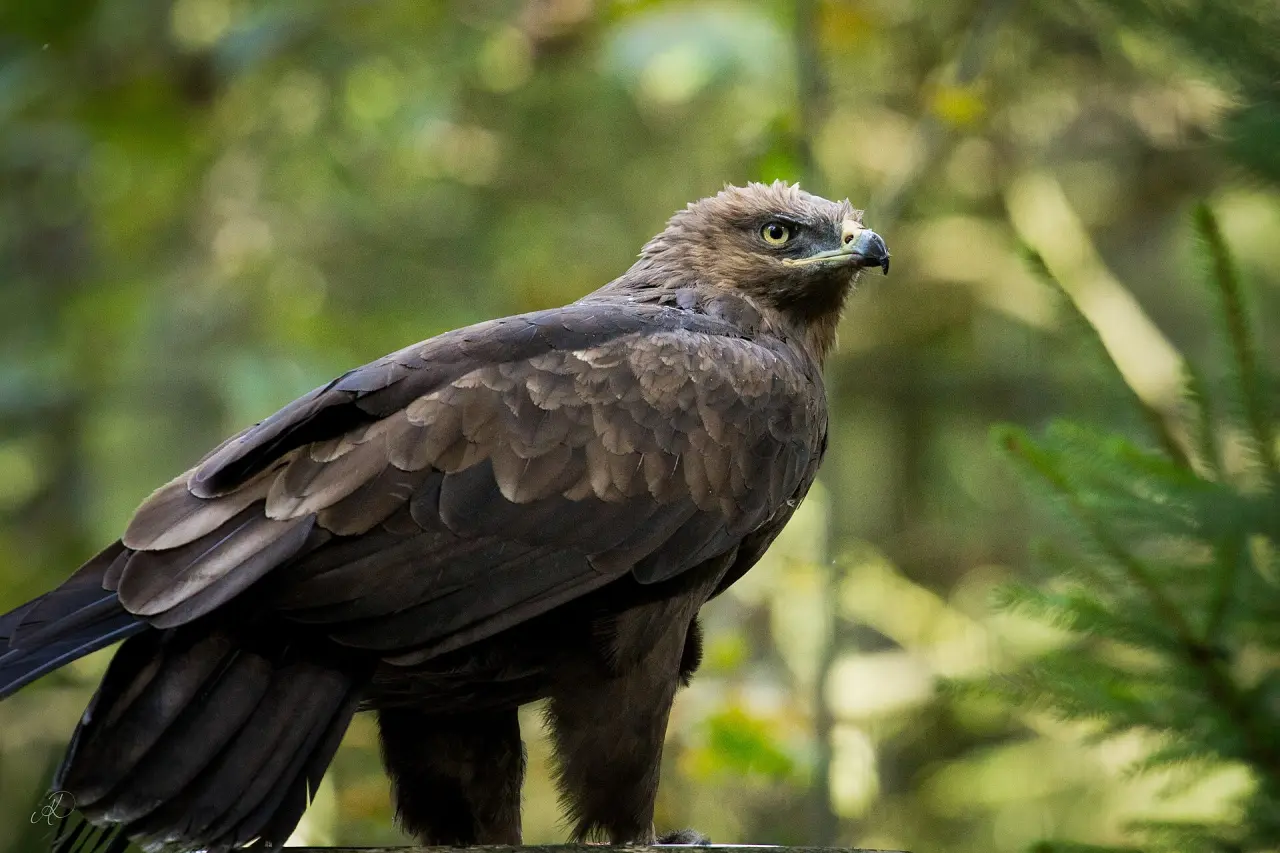 Tier-Freigelände im Nationalparkzentrum Lusen