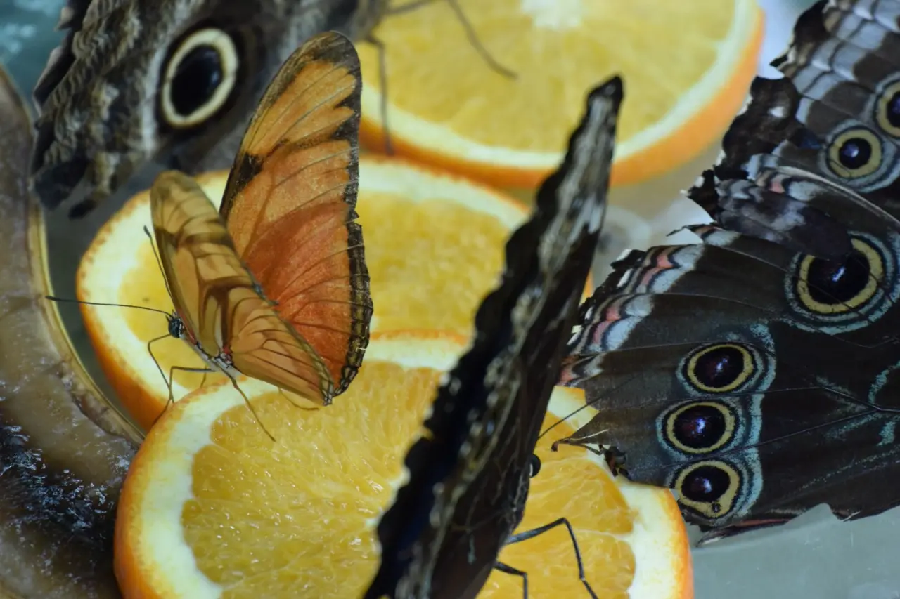 Garten der Schmetterlinge Schloss Sayn