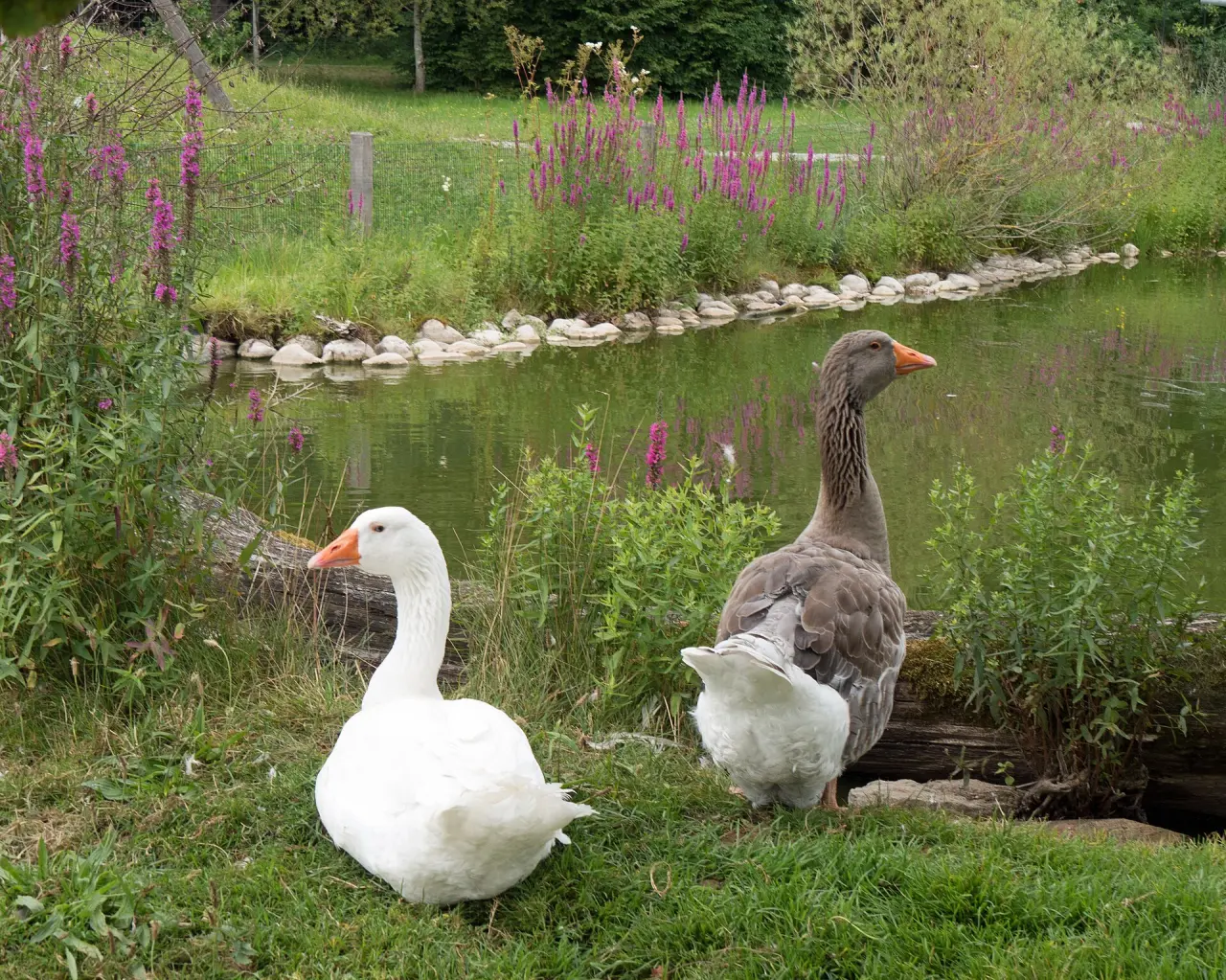 BergTierPark Blindham