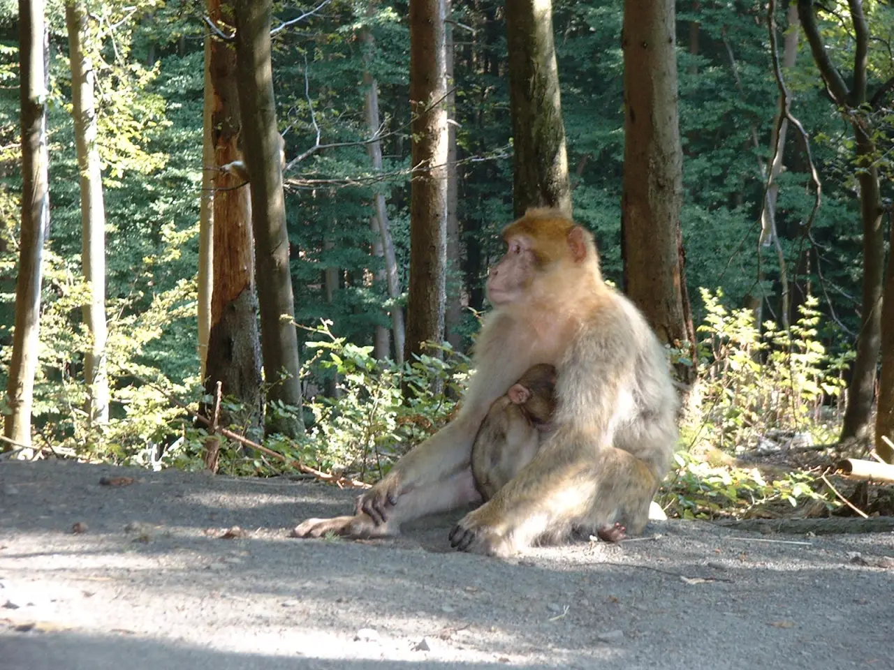 Wild- und Erlebnispark Daun