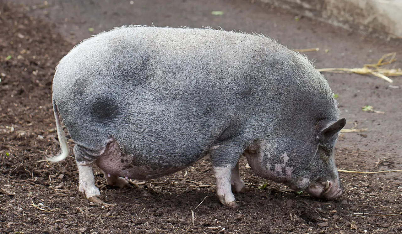 Münchener Tierpark Hellabrunn