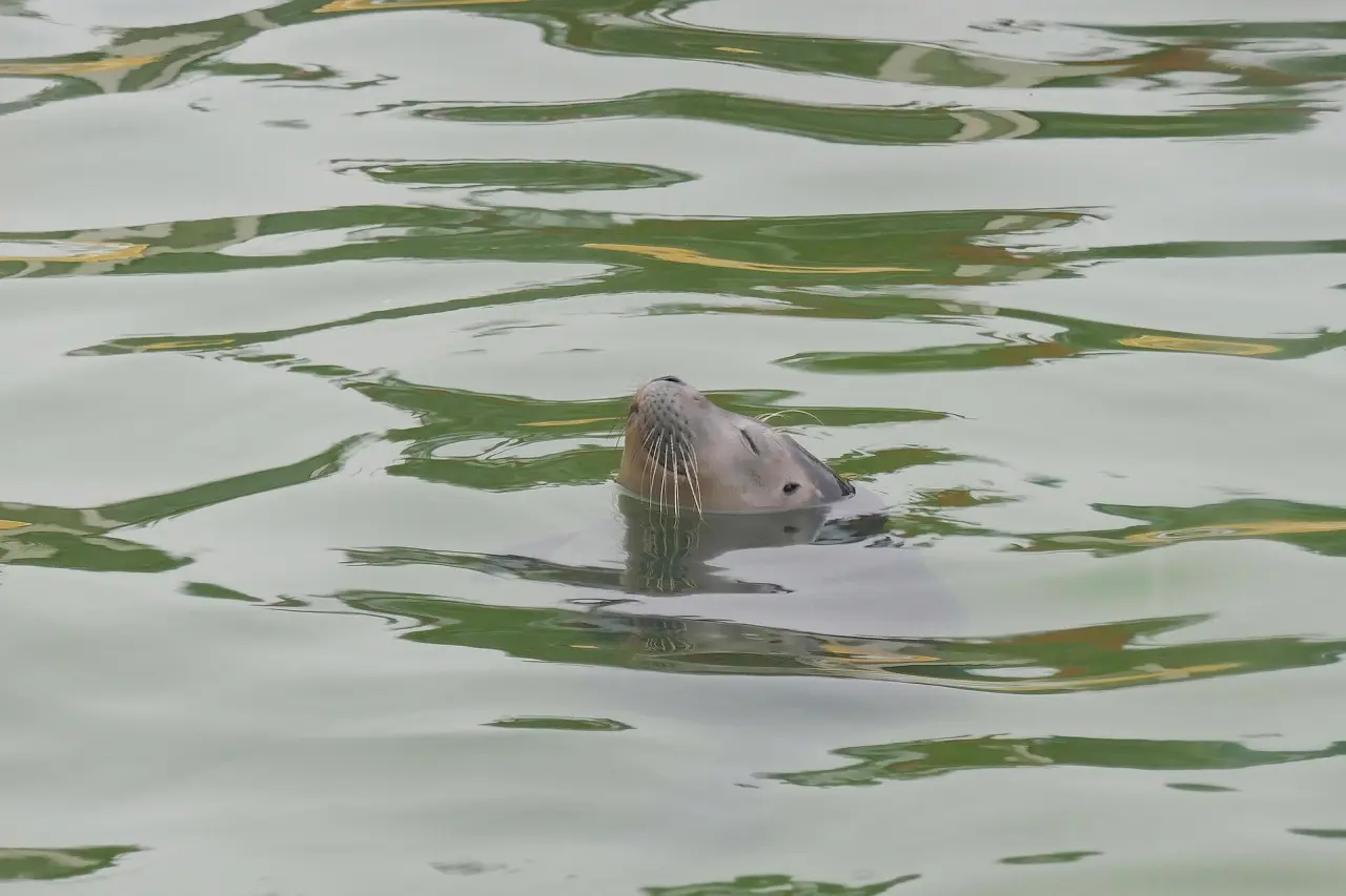 Seehundstation Nationalpark-Haus