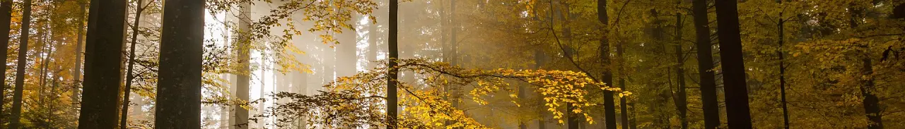 Nationalpark Schwarzwald