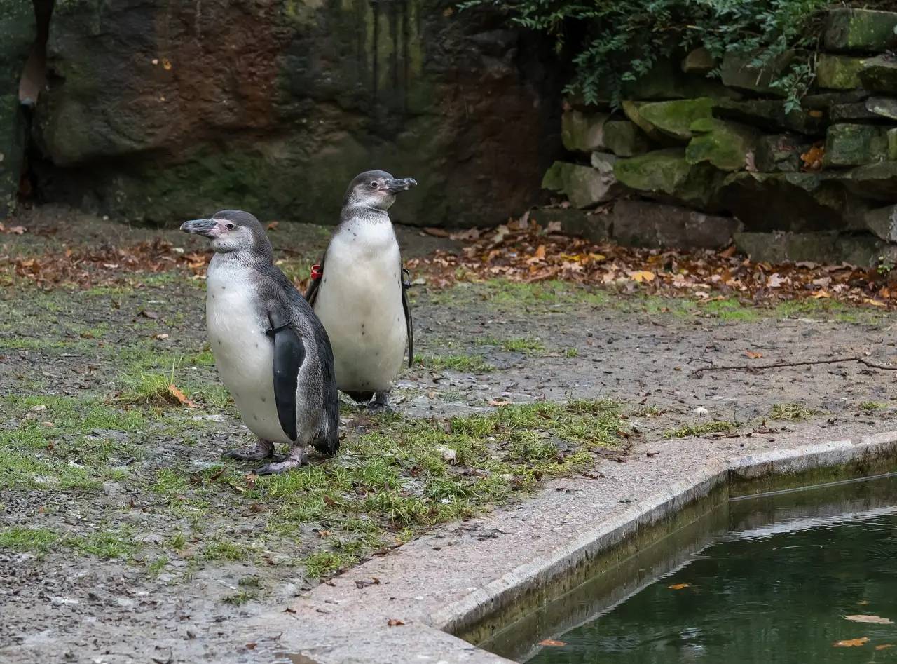 Zoo Osnabrück