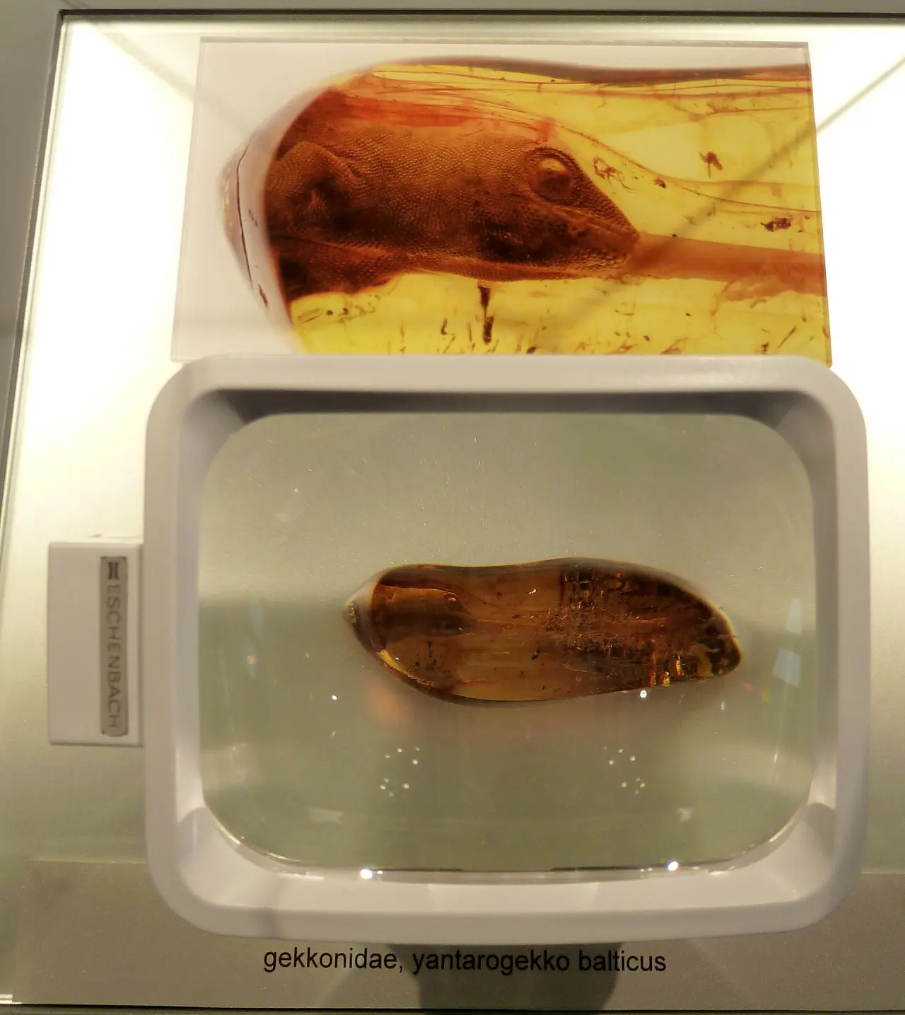 Deutsches Bernsteinmuseum