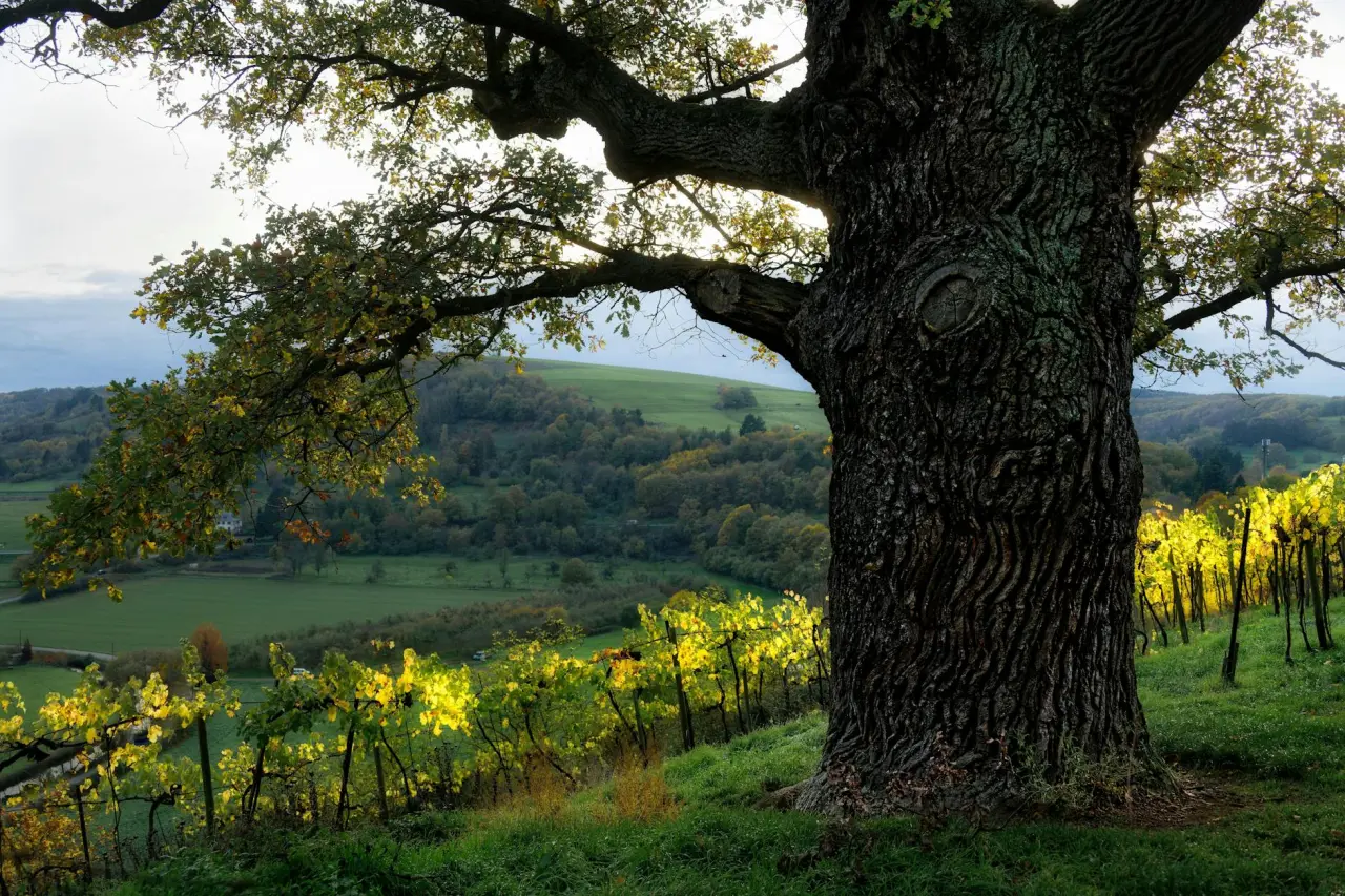 Wellnesshotels in Wershofen