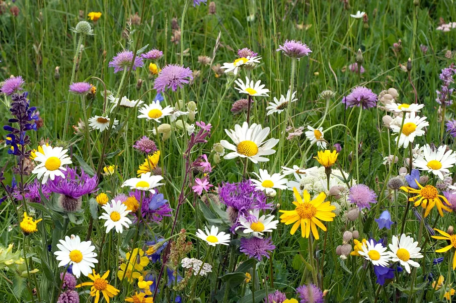 Hotel Kitzhof Mountain Design Resort in Kitzbühel – Bunte Wildblumenwiese in der Natur | Wellnesshotel Tirol