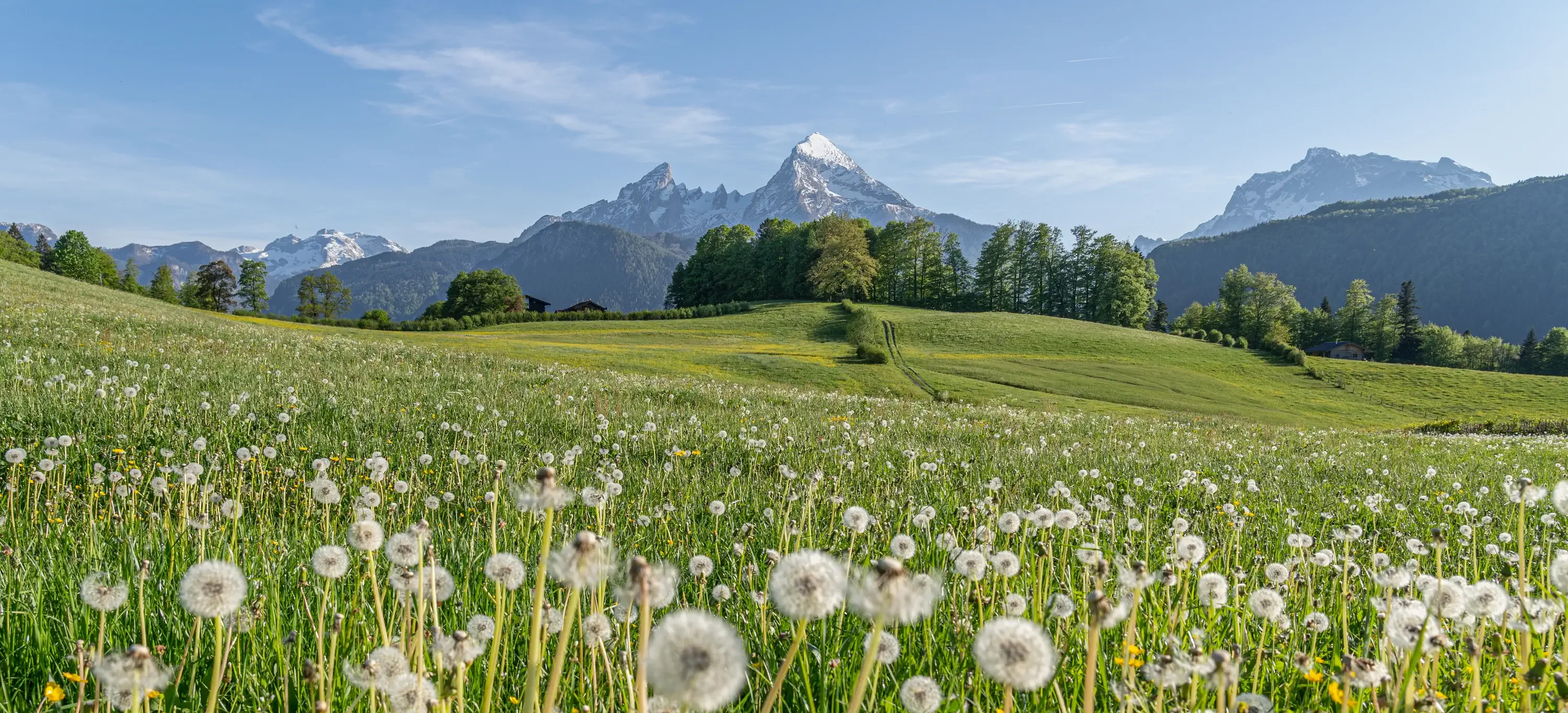 Wellness Natur Resort Gut Edermann in Teisendorf – Blühende Wiesen mit Löwenzahn und Alpenpanorama | Wellnesshotel Berchtesgadener Land