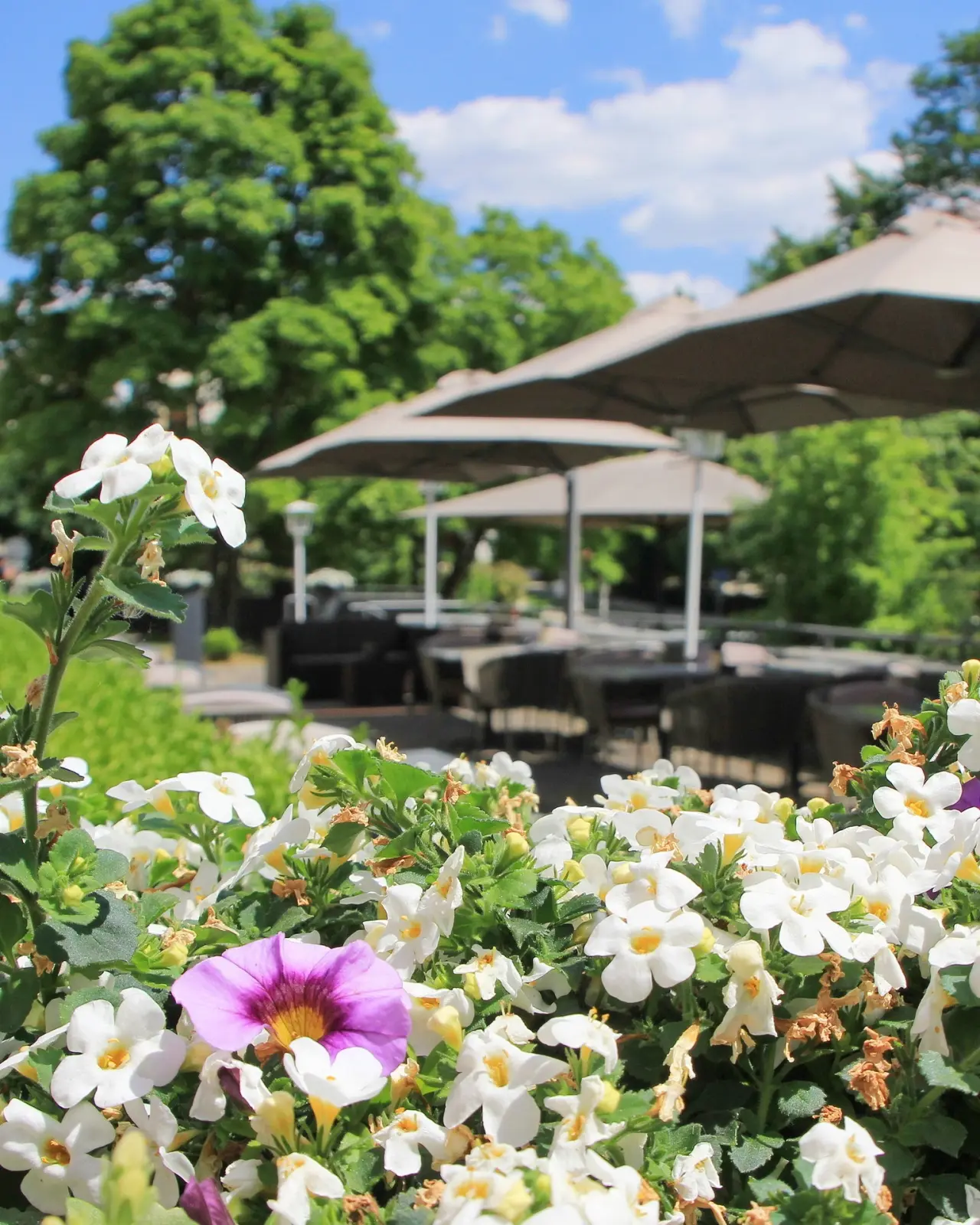 Blühende Blumen im Vordergrund mit unscharfem Blick auf die sonnige Gartenterrasse des relexa hotel Bad Steben.