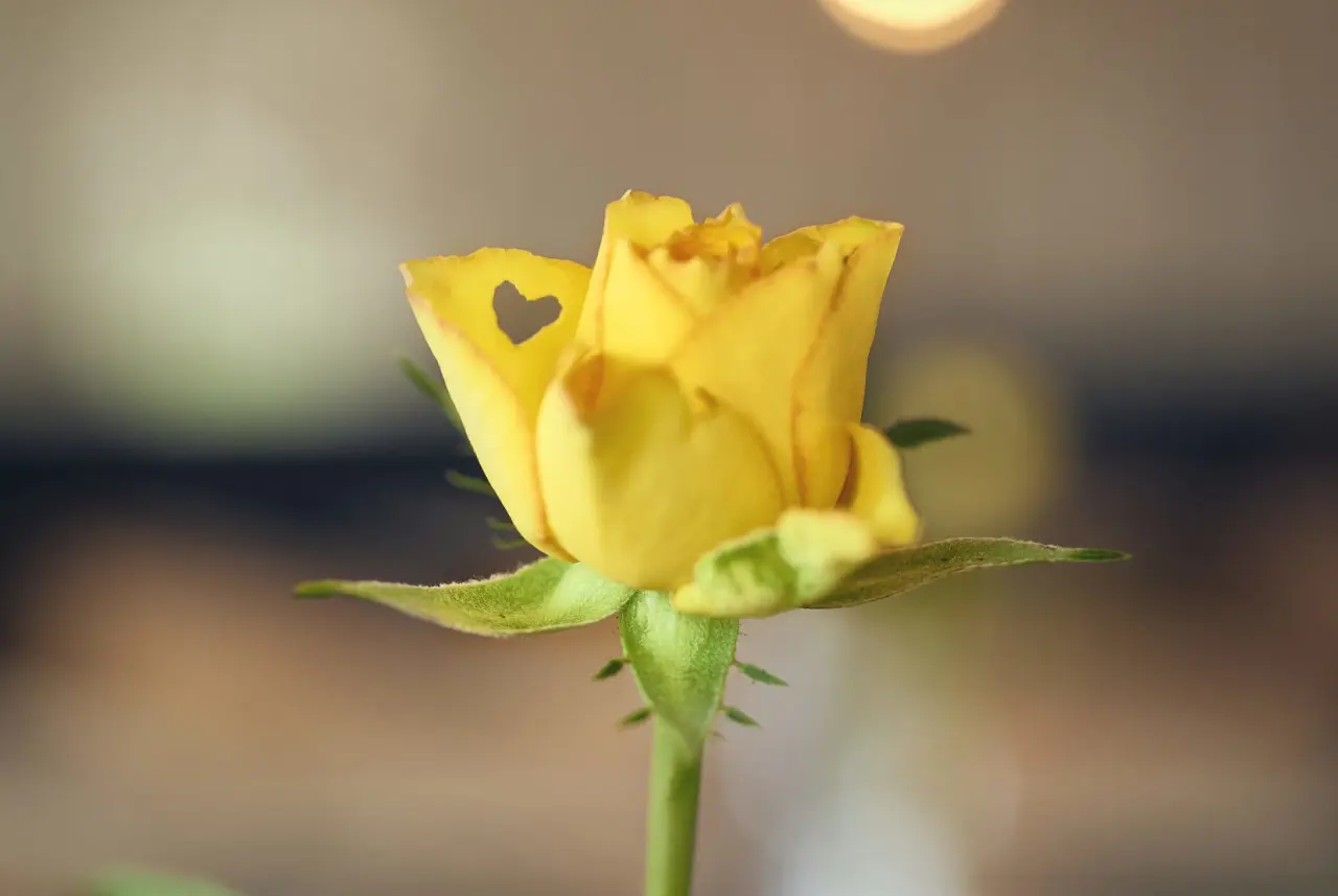 Gelbe Rose mit herzförmigem Ausschnitt im Blütenblatt, als liebevolles Detail im Hotel Bernstein.