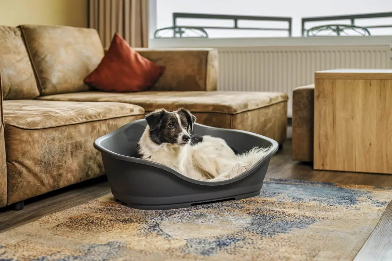 Ein kleiner Hund entspannt in seinem Hundebett im gemütlichen Zimmer des Ostseehotel Midgard in Dampland.