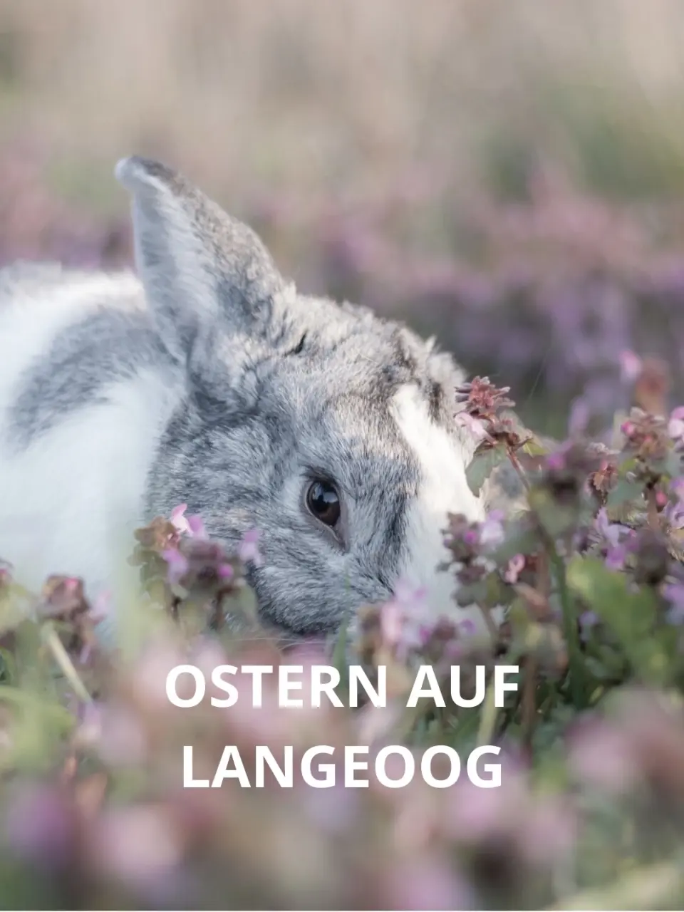 Osterhase im Gras mit lila Blumen und Schriftzug 'Ostern auf Langeoog' für das Logierhus Langeoog.