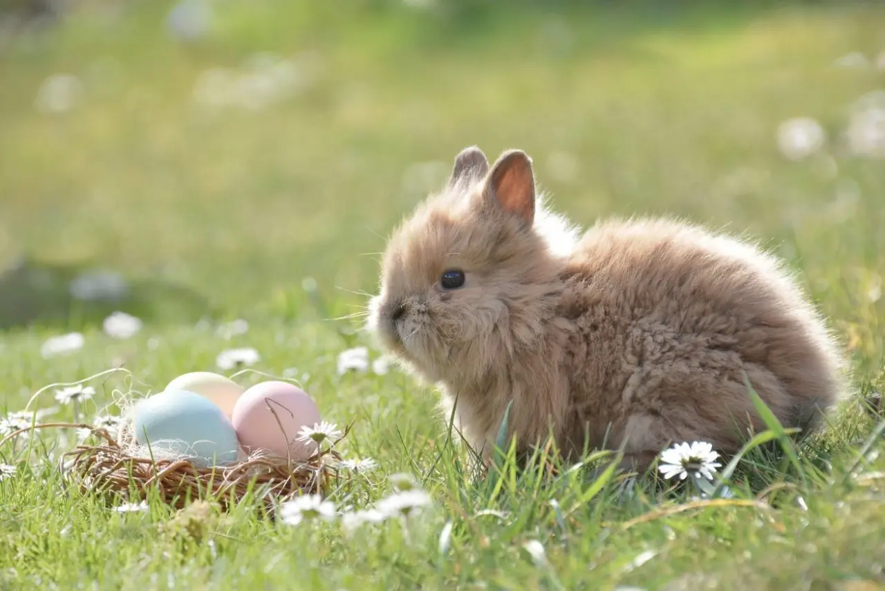 Niedliches Osterhäschen mit bunten Eiern im Nest auf einer grünen Wiese, ein frühlingshafter Gruß vom Logierhus Langeoog.