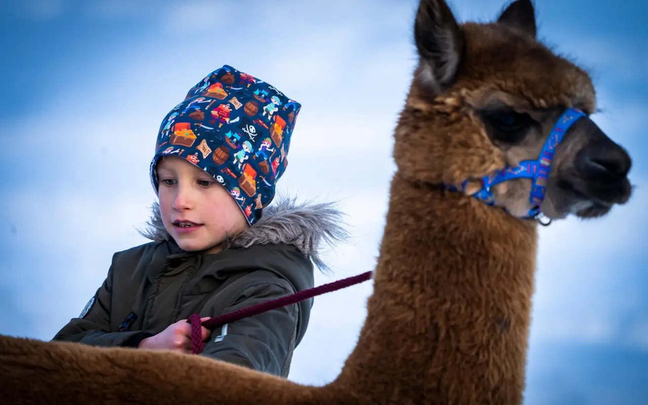 Nira - Mountain Resort Futura in Sulden – Kind bei einer Alpaka-Wanderung im Winter | Wellnesshotel Südtirol