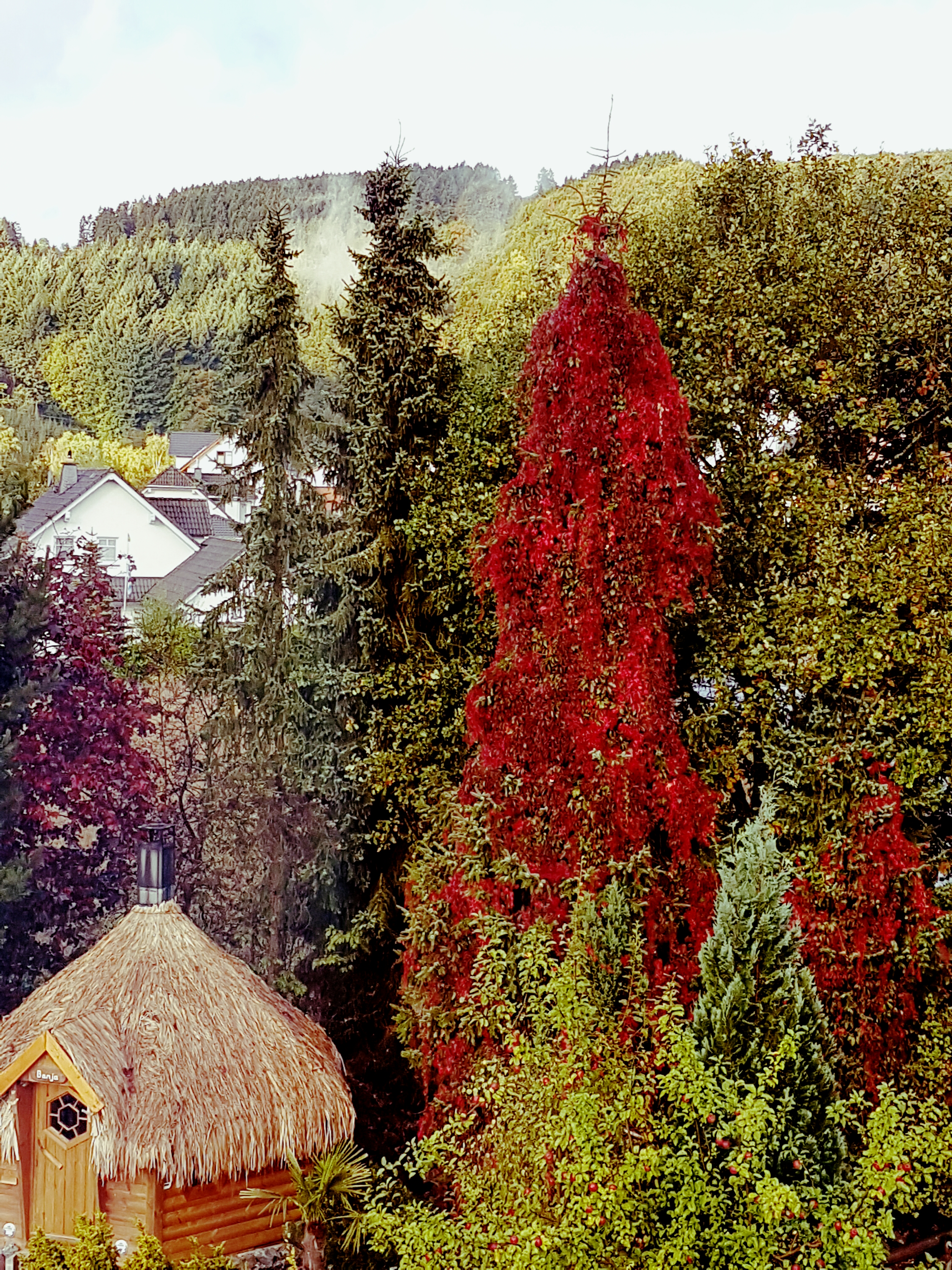Landhotel Grimmeblick in Winterberg – Exotische Sauna-Hütte im Grünen mit Herbstlaub | Wellnesshotel Sauerland