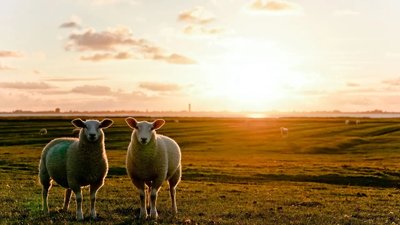 Zwei Schafe auf einer Wiese bei Sonnenuntergang am Lundenbergsand Nordsee Hideaway und Spa.