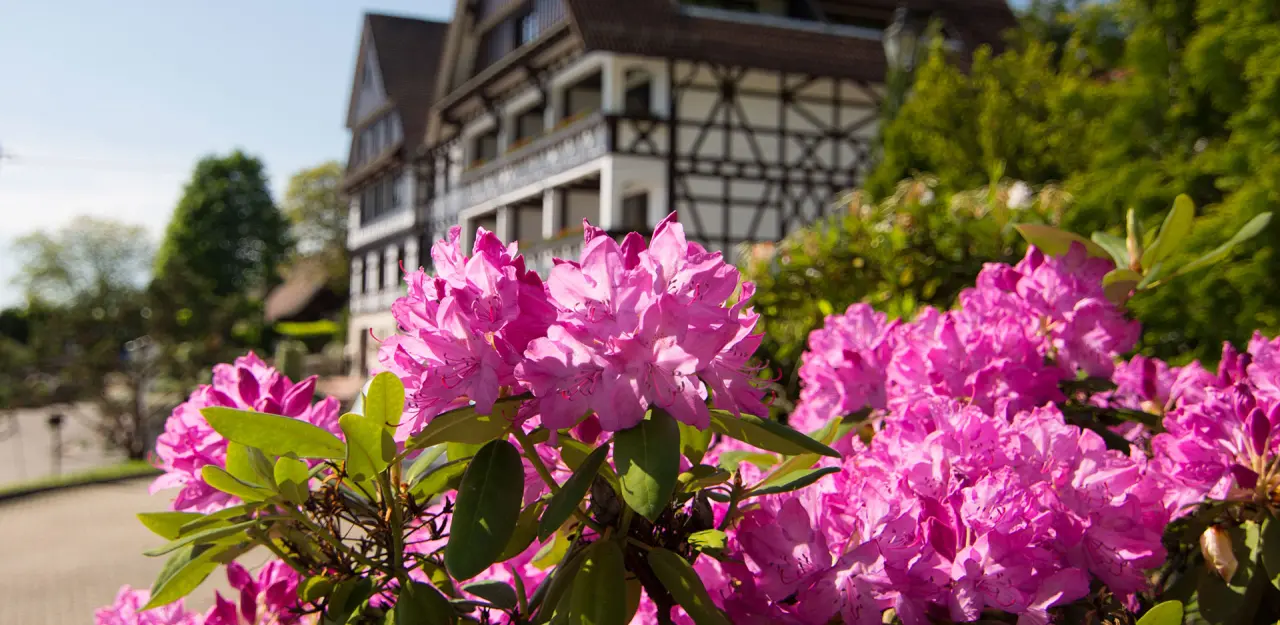 Pinke Rhododendren im Vordergrund mit dem traditionellen Fachwerkgebäude des Relaxhotel Tannenhof im Hintergrund.