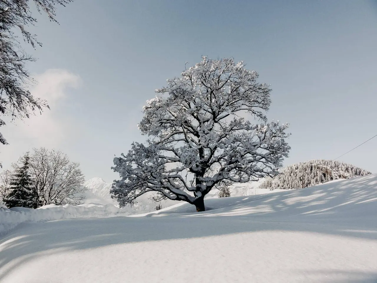 Verschneite Winterlandschaft mit majestätischem Baum und Bergen nahe dem Boutiquehotel Haidachhof.