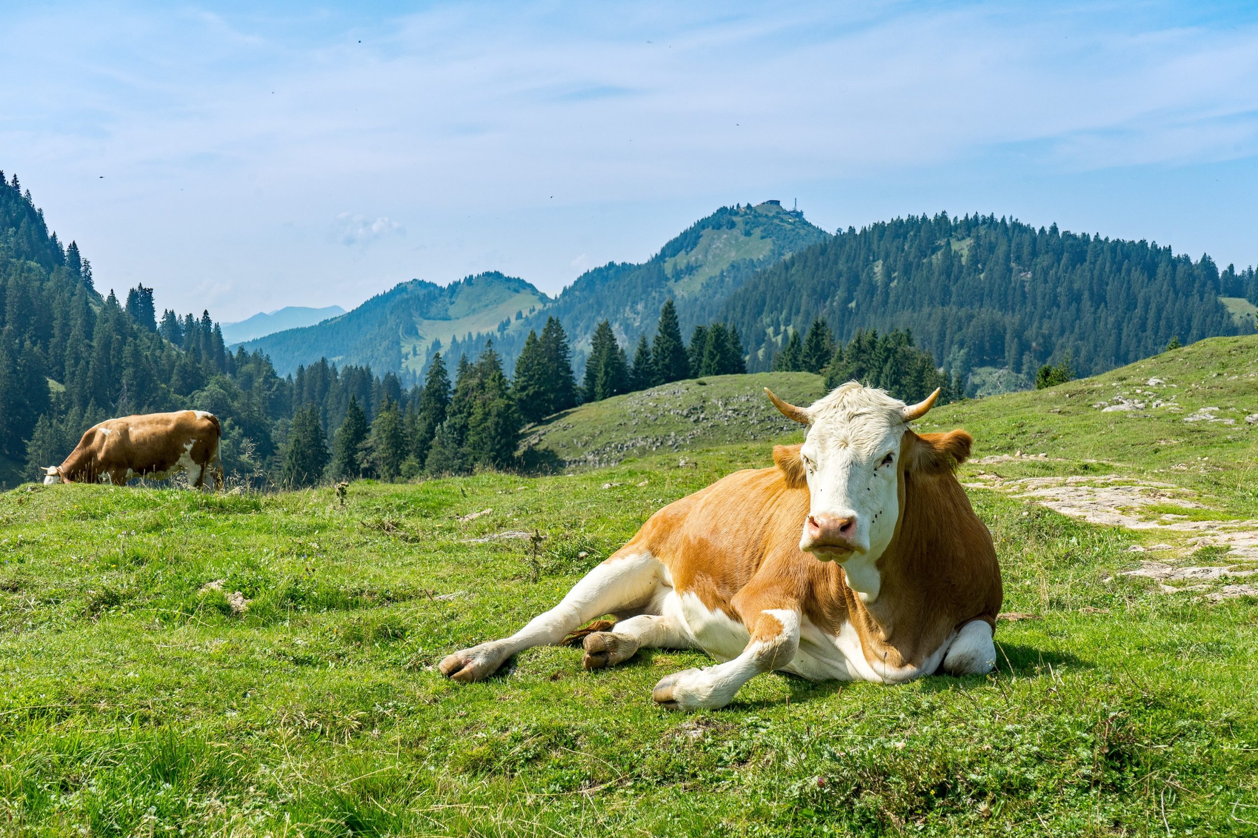 Landgasthof Karner in Frasdorf – Kuh auf einer Bergwiese mit Alpenpanorama | Wellnesshotel Chiemgau