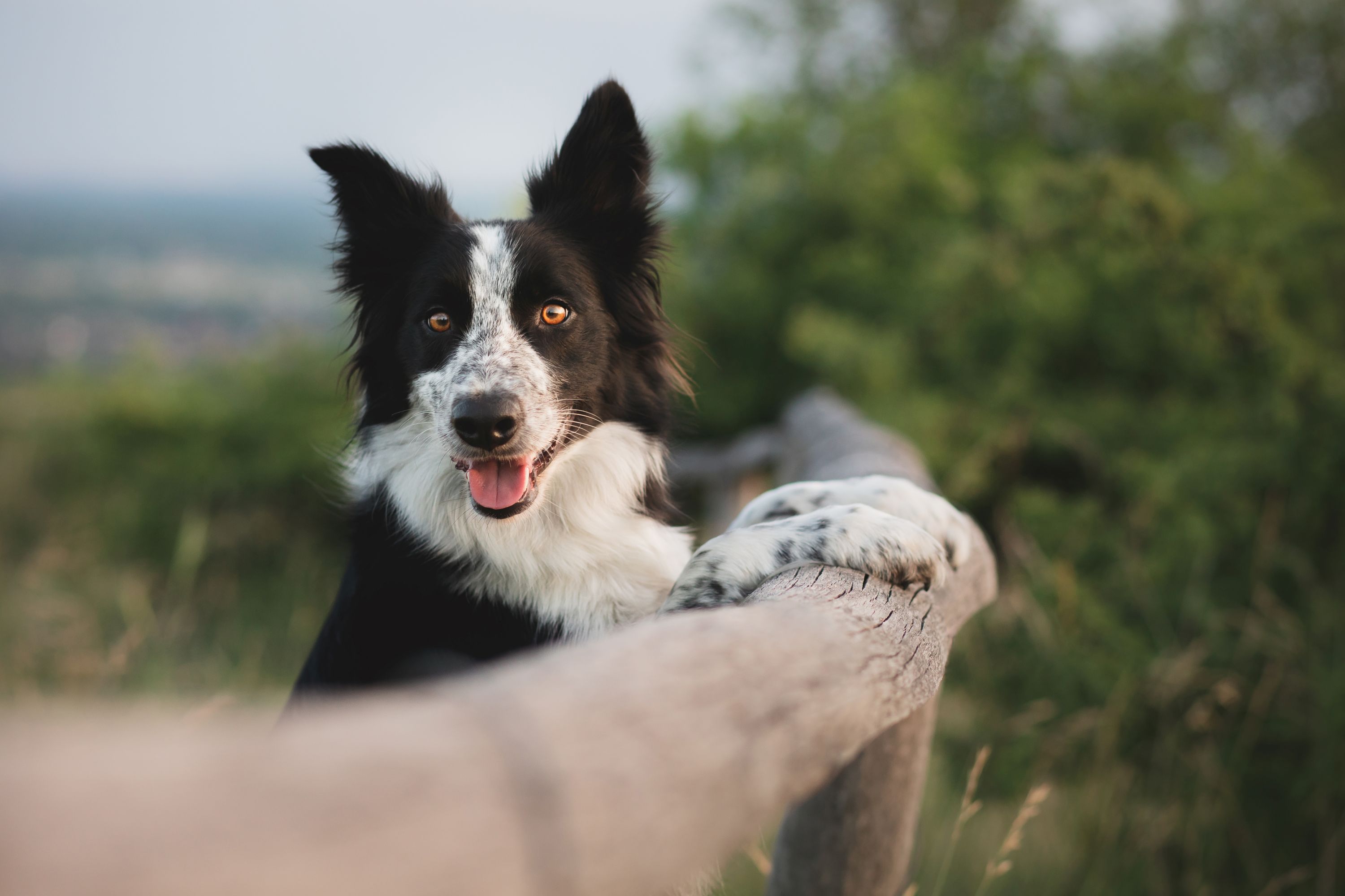 Landgasthof Karner in Frasdorf – Freundlicher Border Collie Hund | Wellnesshotel Chiemgau