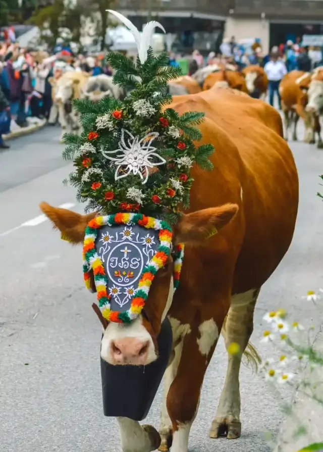 Traditionell geschmückte Kuh beim Almabtrieb im Pitztal, nahe dem Jerzner Hof. Einblick in die lokale Kultur.