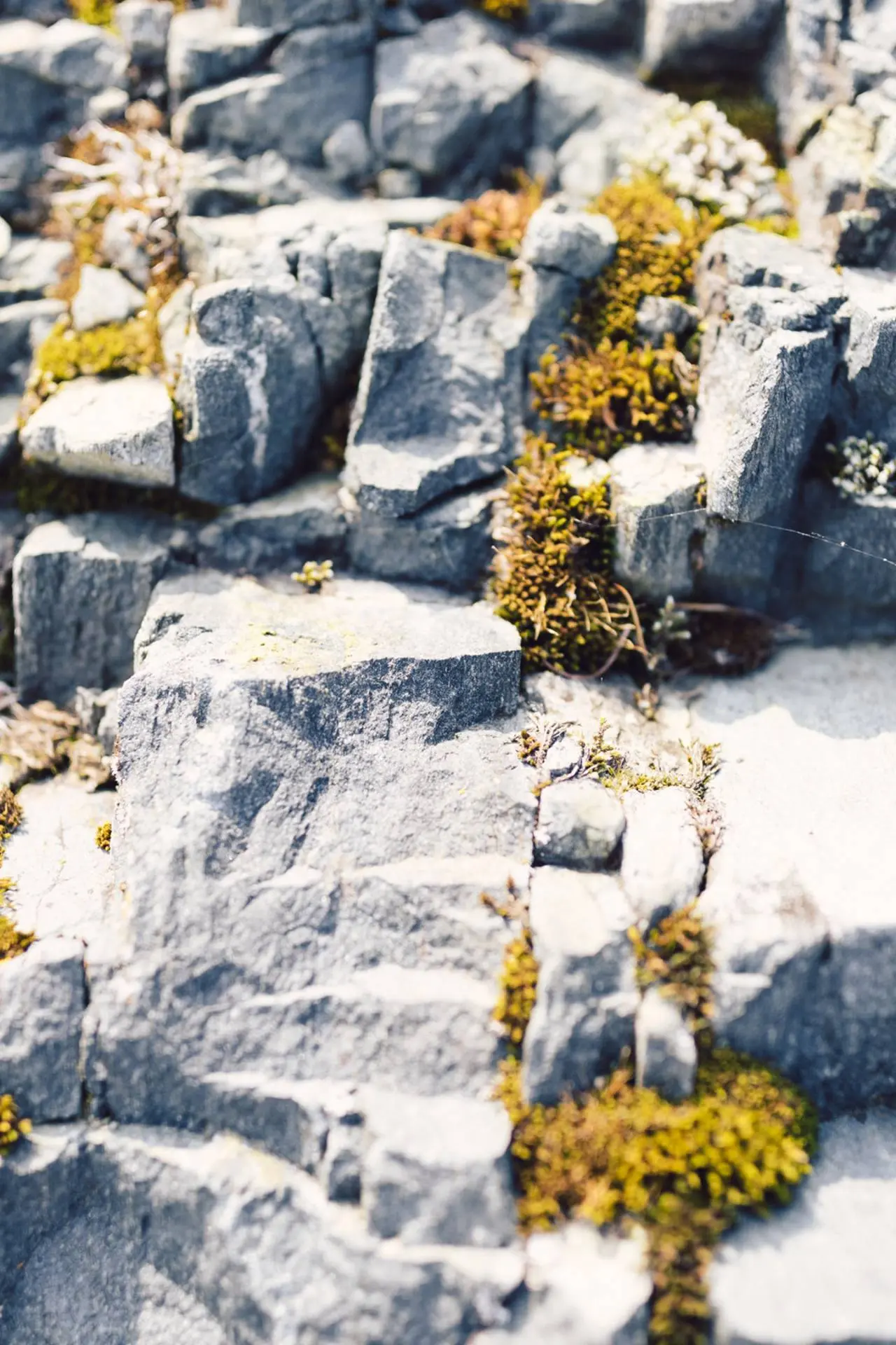 Nahaufnahme von bemoosten Felsen im naturnahen Aussenbereich des Selfness- & Genuss-Hotel Ritzlerhof.