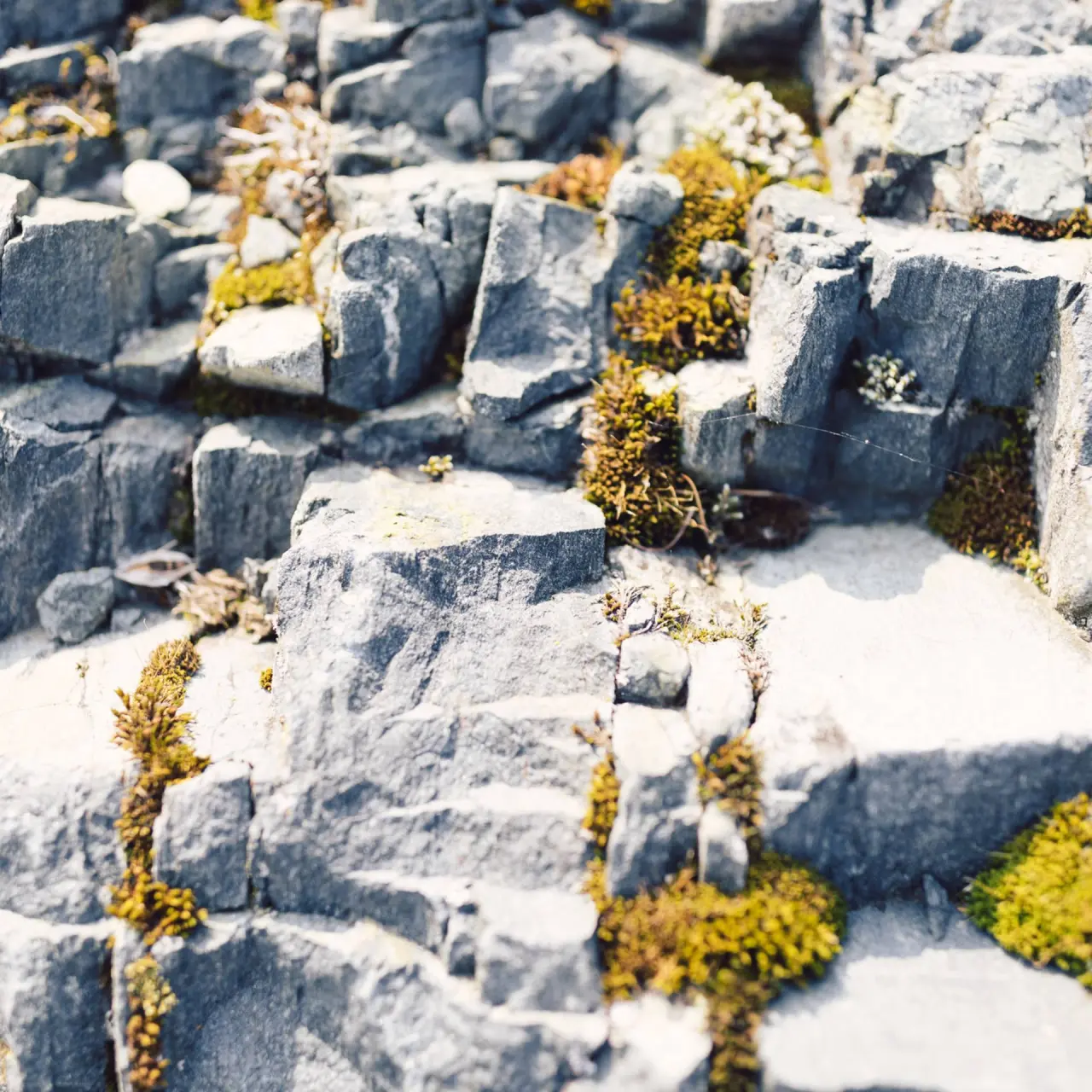 Nahaufnahme von Felsen mit Moos und kleinen Pflanzen im Aussenbereich des Selfness- & Genuss-Hotel Ritzlerhof.