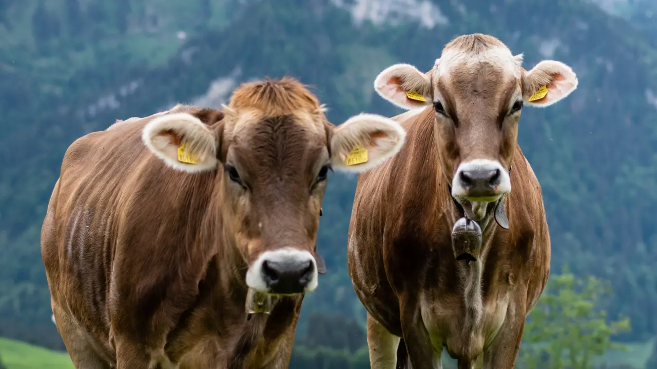 Zwei braune Kühe mit Glocken auf einer grünen Bergwiese vor bewaldeten Bergen, nahe dem Hirschen Wohlfühlhotel.