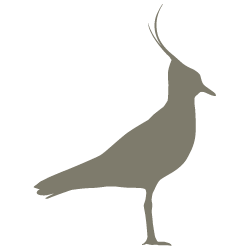 Silhouette eines Kiebitz-Vogels, möglicherweise als Logo oder Dekoration für das Landhotel Moorhof.