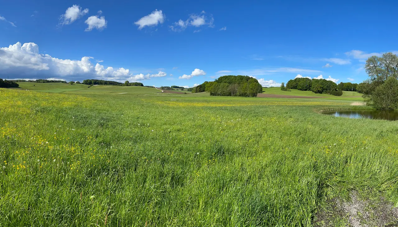 Panoramablick auf blühende Wiesen und einen Teich unter blauem Himmel, die natürliche Umgebung des Landhotel Moorhof.