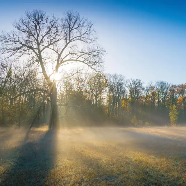 Malerischer Sonnenaufgang mit Nebel über einer Wiese und Baum im Landhotel Moorhof, idyllische Naturkulisse.