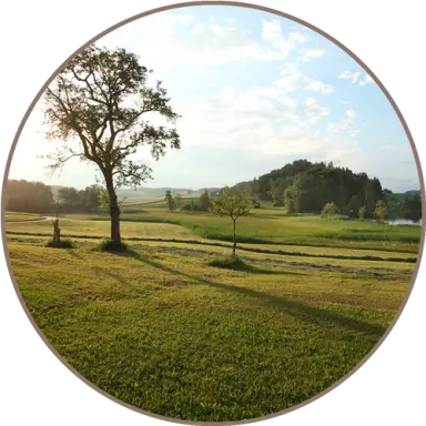 Idyllische Naturlandschaft mit Feldern, Bäumen und See bei Sonnenuntergang am Landhotel Moorhof.