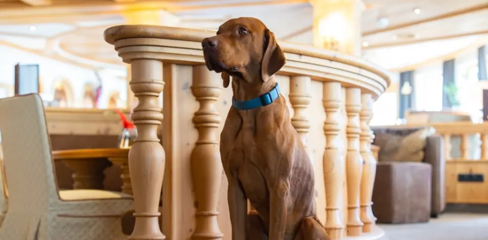 Brauner Vizsla Hund mit blauem Halsband sitzt im eleganten Holzinterieur des Hotel Post Ischgl.