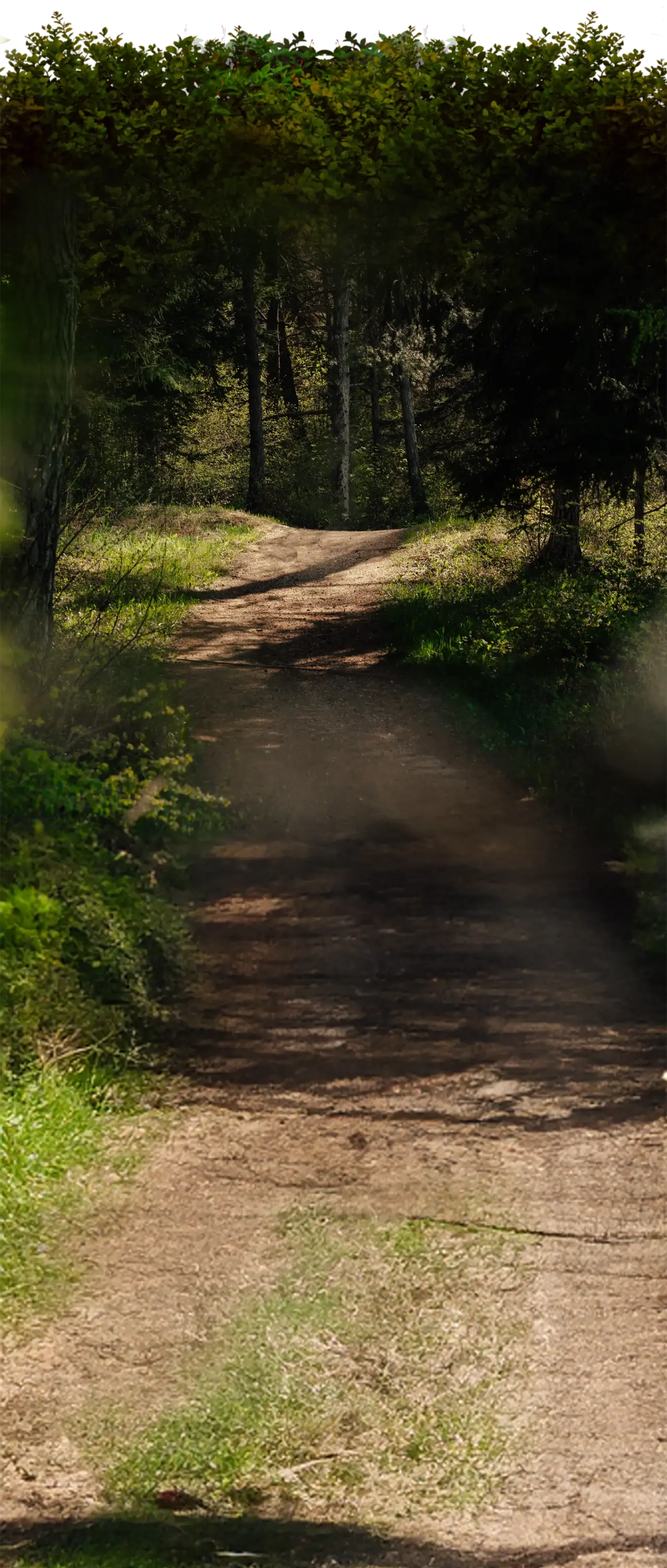 Pineta Nature Resort in Coredo – Idyllischer Waldweg für Naturerlebnisse | Wellnesshotel Trentino