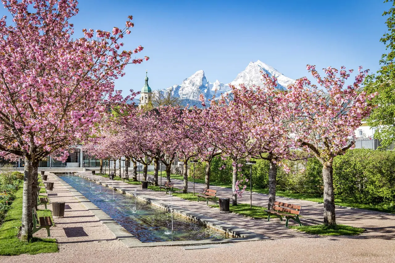 Blühende Kirschbäume und ein Wasserlauf mit Blick auf die verschneiten Berge am Naturhotel Reissenlehen.