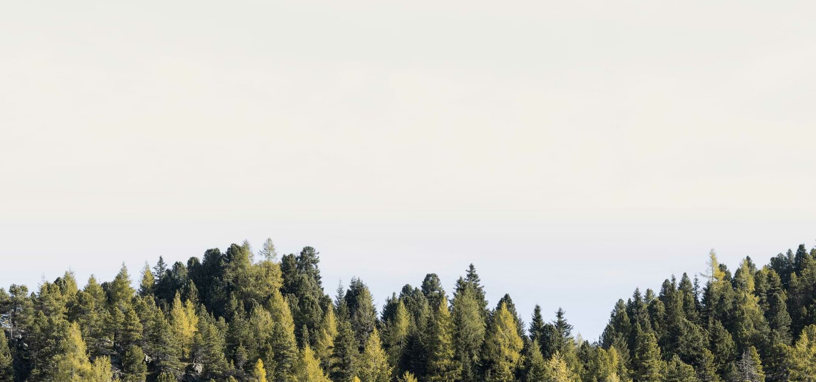 Hotel Hochschober in Turracher Höhe – Grüne Baumwipfel vor hellem Himmel | Wellnesshotel Kärnten