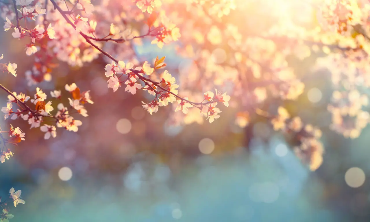 Nahaufnahme von zarten Kirschblüten im Sonnenlicht, die eine frühlingshafte Atmosphäre im Romantik Hotel Haus Platte schaffen.