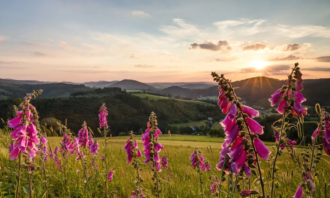 Sonnenuntergang über den Hügeln des Sauerlandes mit leuchtenden Fingerhüten im Vordergrund, nahe Romantik Hotel Haus Platte.