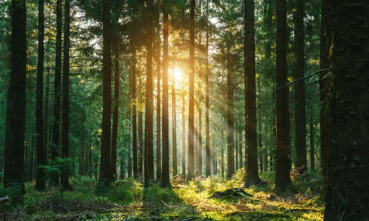 Sonnenstrahlen durchdringen den Wald nahe dem Romantik Hotel Haus Platte, idyllische Natur für Entspannung und Wanderungen.