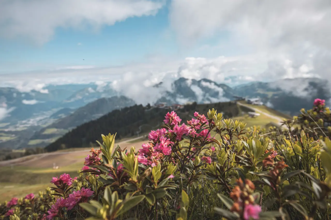 Alpenrosen in voller Blüte mit Bergpanorama und Wolken im Hintergrund, nahe Aktiv- & Wellnesshotel Pirchnerhof.