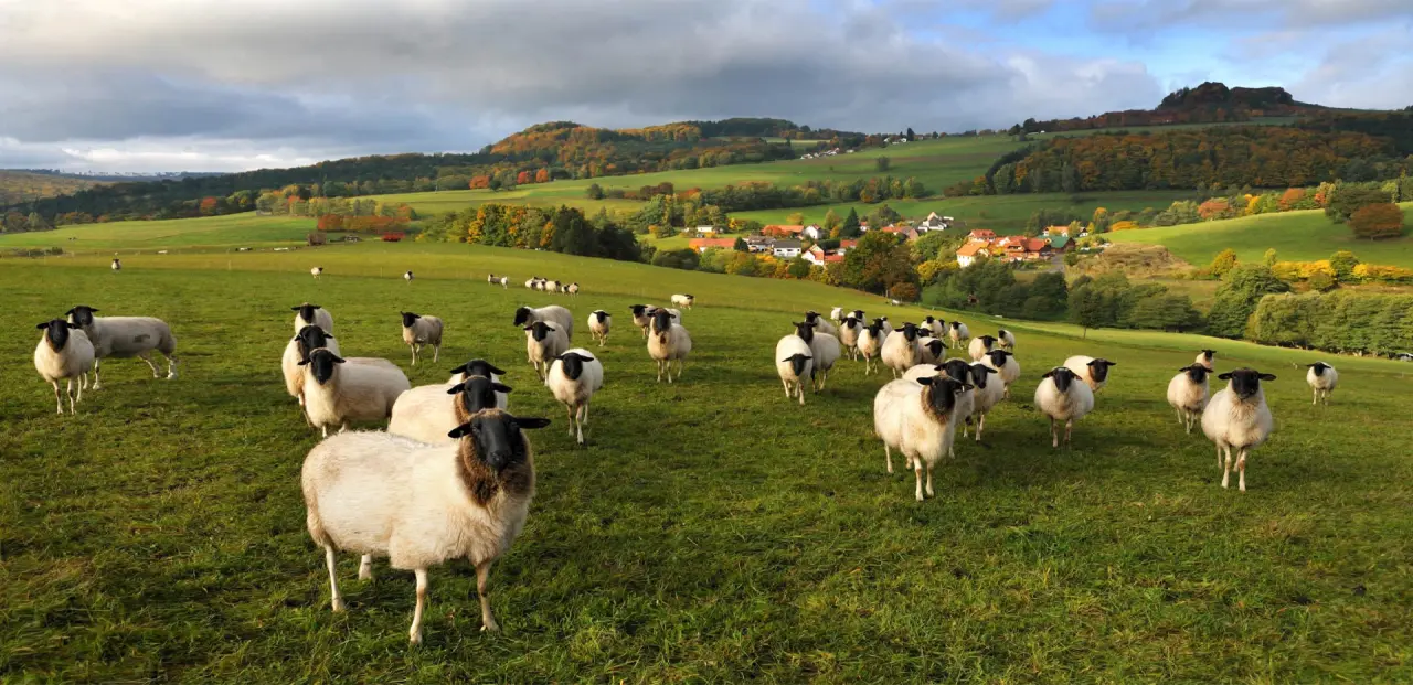 Schafherde auf grüner Wiese vor herbstlicher Landschaft und Dorf, Umgebung des Landhaushotels Hof Wasserkuppe.