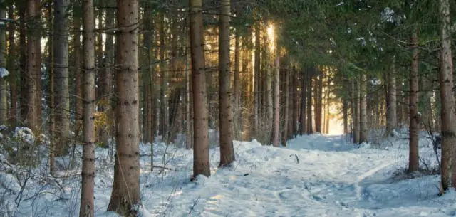 Verschneiter Waldweg mit Sonnenstrahlen im Winterwald nahe dem Hotel Kammweg am Rennsteig.