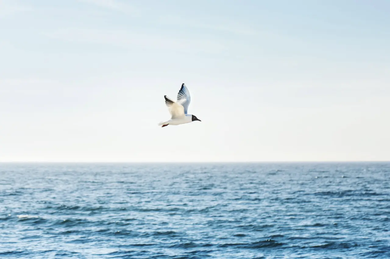 Möwe im Flug über der ruhigen Ostsee, die entspannende Atmosphäre des Strandhotel Dünenmeer widerspiegelnd.