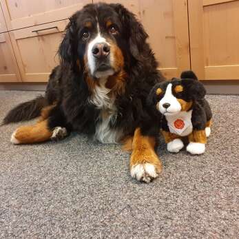 Grosser Berner Sennenhund und Plueschtier auf dem Teppich im Hotel Der Kleinwalsertaler Rosenhof.
