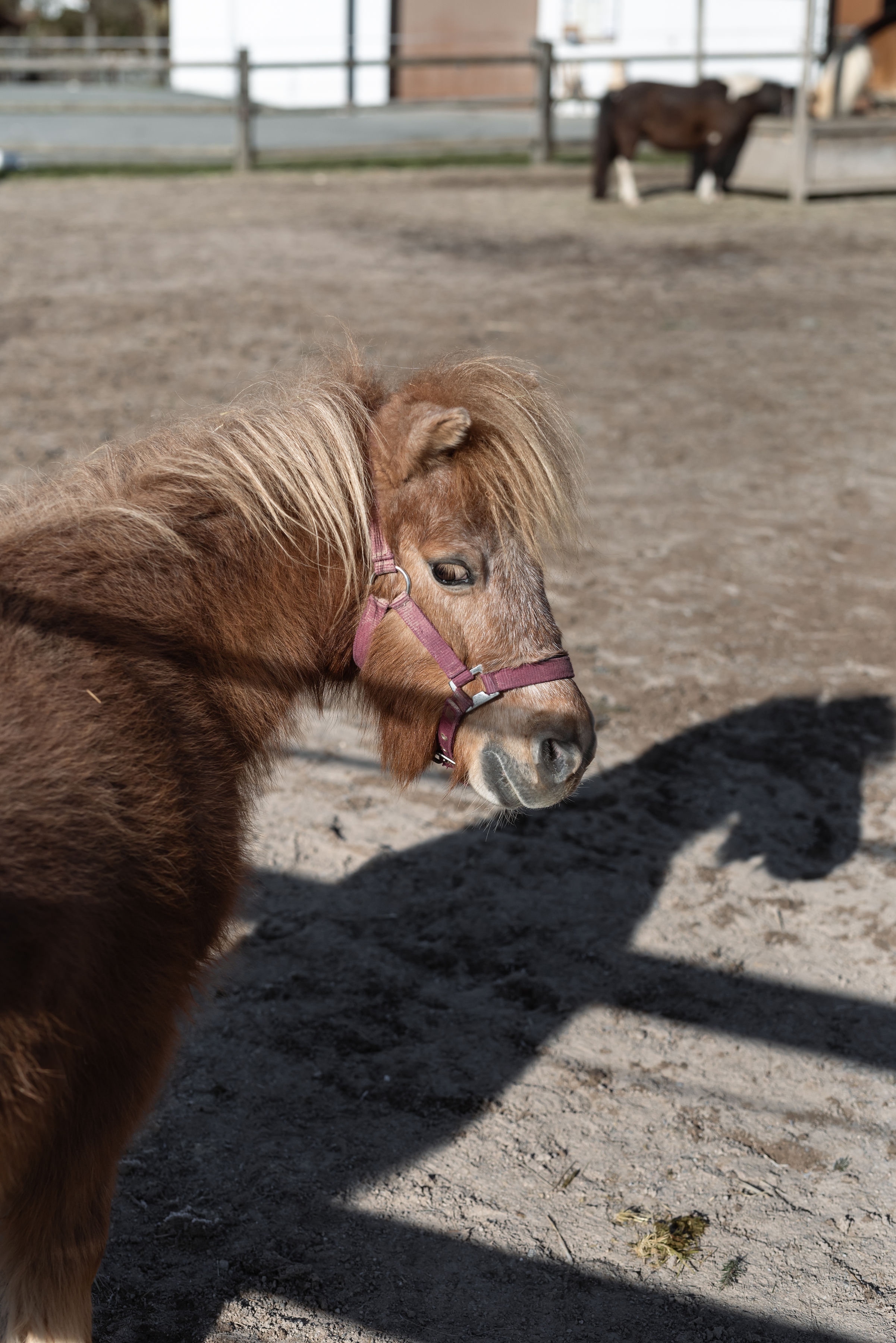 Hotel Seehof in Kössen – Braunes Pony mit heller Mähne im Freien | Wellnesshotel Tirol