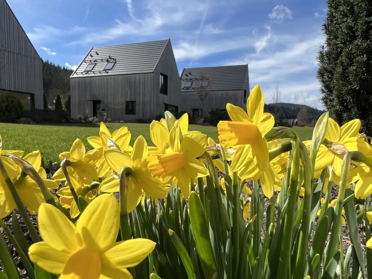 Moderne Holzgebäude des Hotel Engel Obertal mit blühenden Narzissen im frühlingshaften Garten des Wellness Resorts.